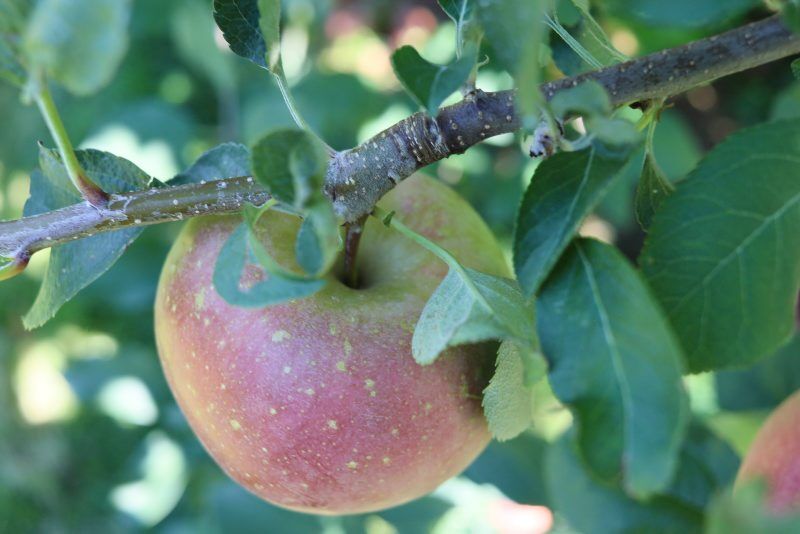LF20210925-Apple-1.jpg